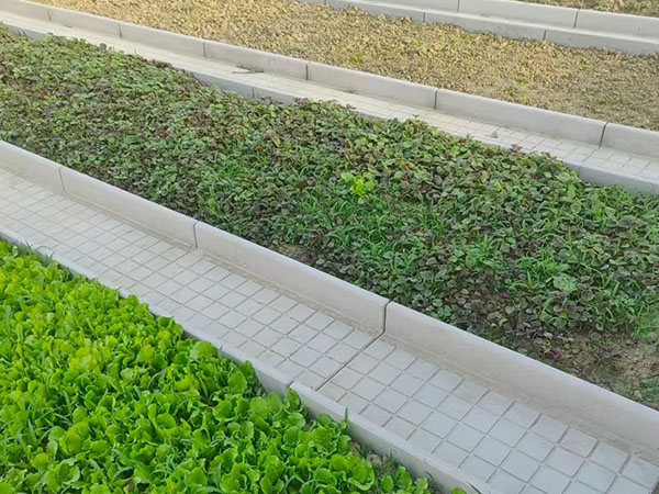 菜沟板